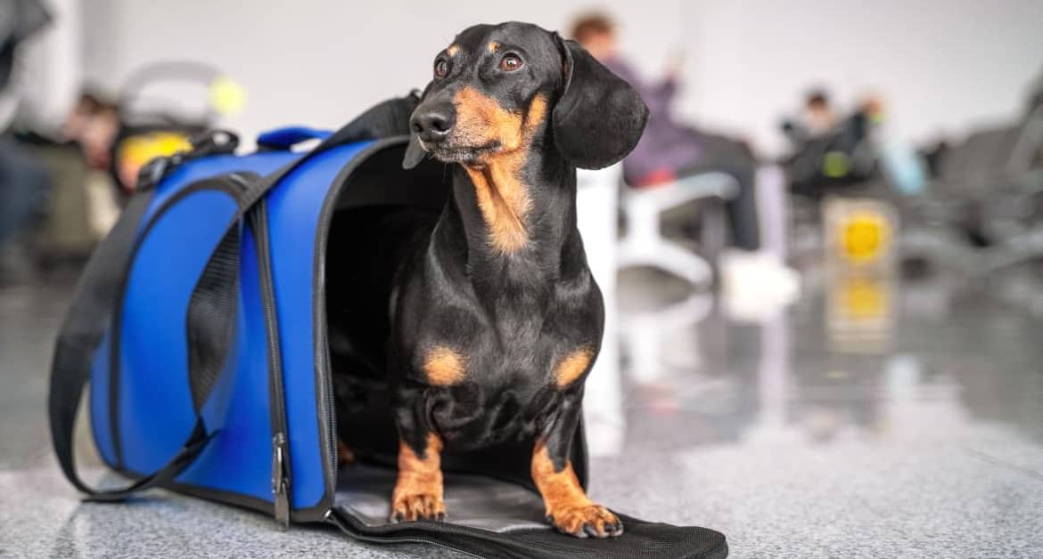 Flying With Pets | Létání S Domácími Mazlíčky | Fliegen mit Haustieren